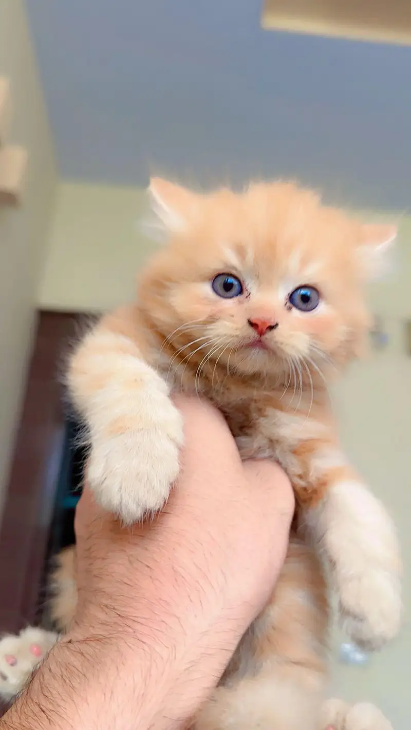 Pure Persian Punch/Doll Face Kitten | Active & Healthy — photo 3