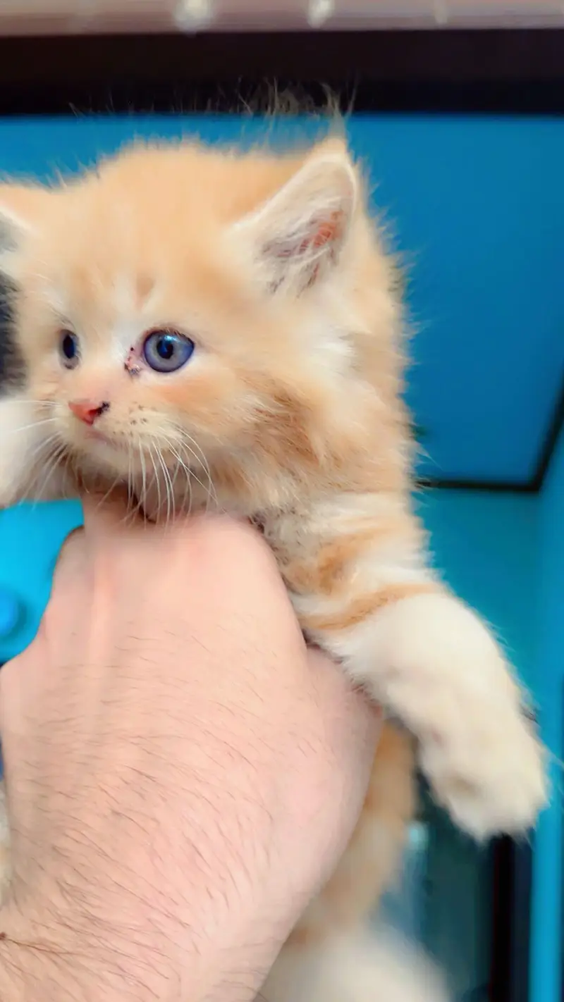 Pure Persian Punch/Doll Face Kitten | Active & Healthy — photo 4