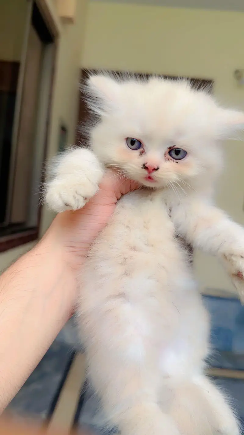 Pure Persian Punch/Doll Face Kitten | Active & Healthy — photo 5