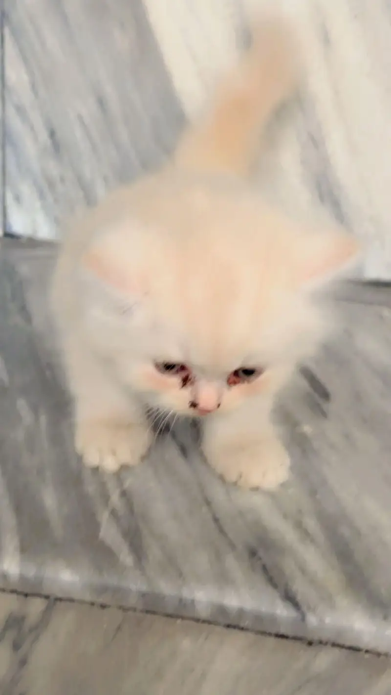 Pure Persian Punch/Doll Face Kitten | Active & Healthy — photo 6