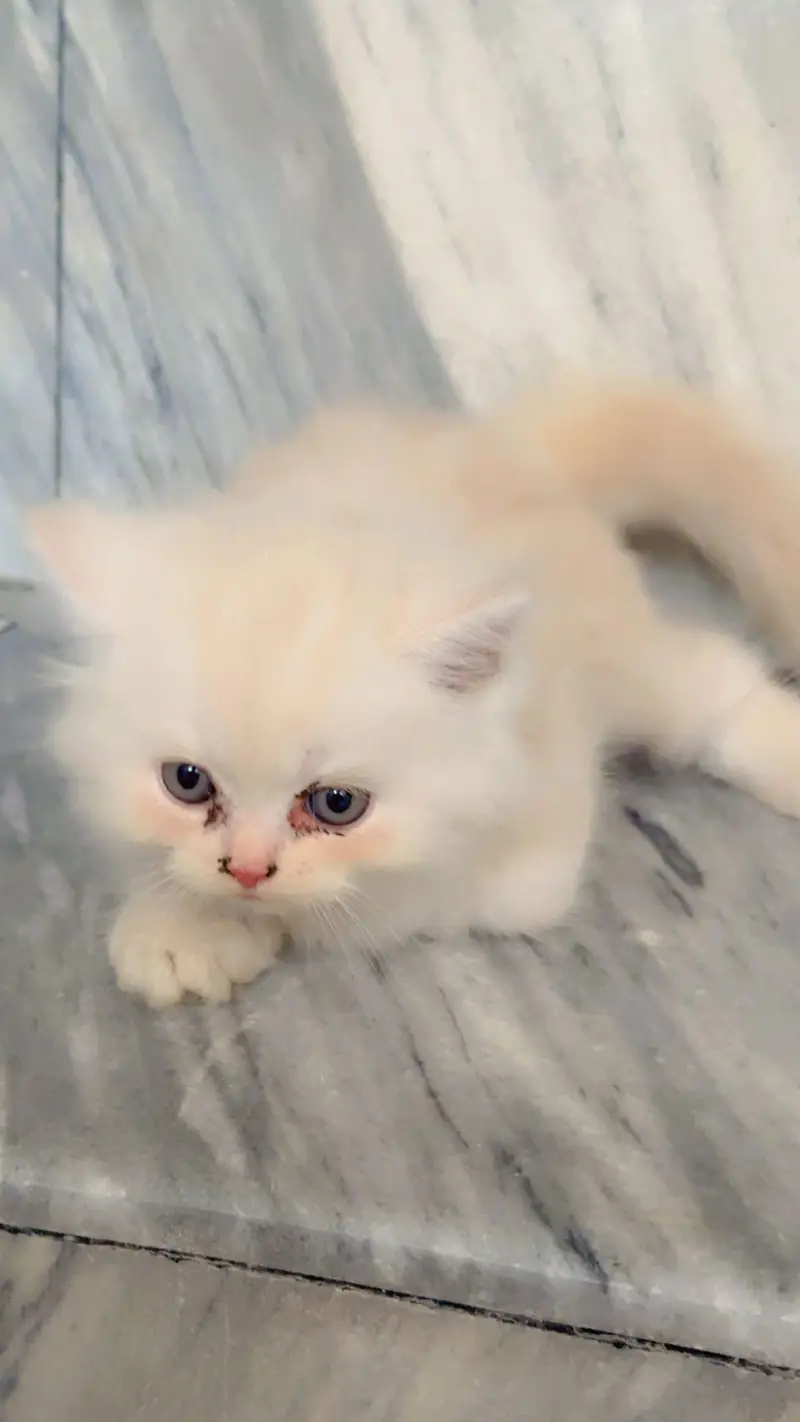 Pure Persian Punch/Doll Face Kitten | Active & Healthy — photo 7