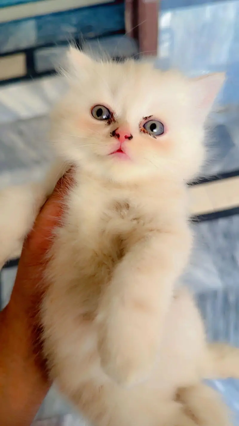 Pure Persian Punch/Doll Face Kitten | Active & Healthy — photo 10