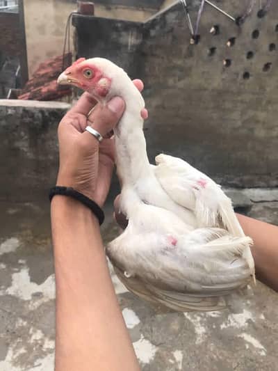 Heera patha for sale and exchange high quailty waliii cheez ha