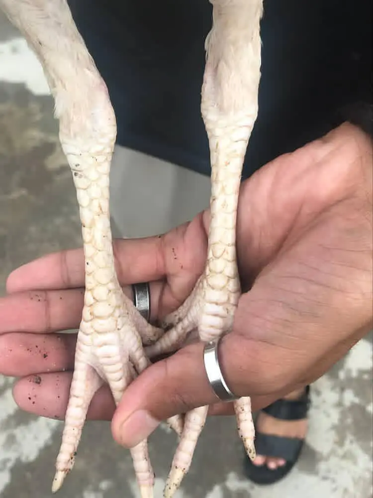 Heera patha for sale and exchange high quailty waliii cheez ha — photo 2
