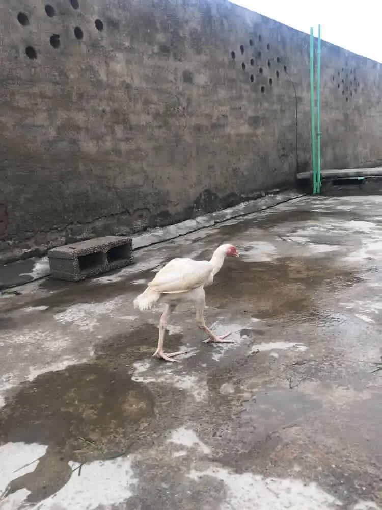 Heera patha for sale and exchange high quailty waliii cheez ha — photo 3