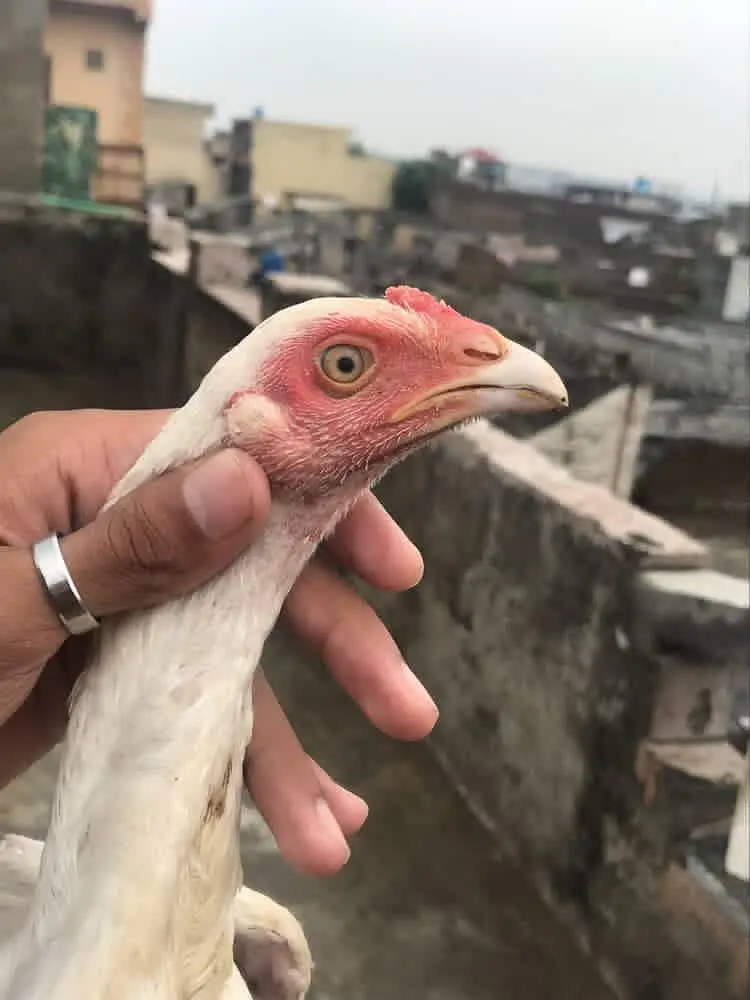 Heera patha for sale and exchange high quailty waliii cheez ha — photo 4
