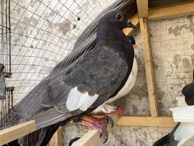 mix pigeon