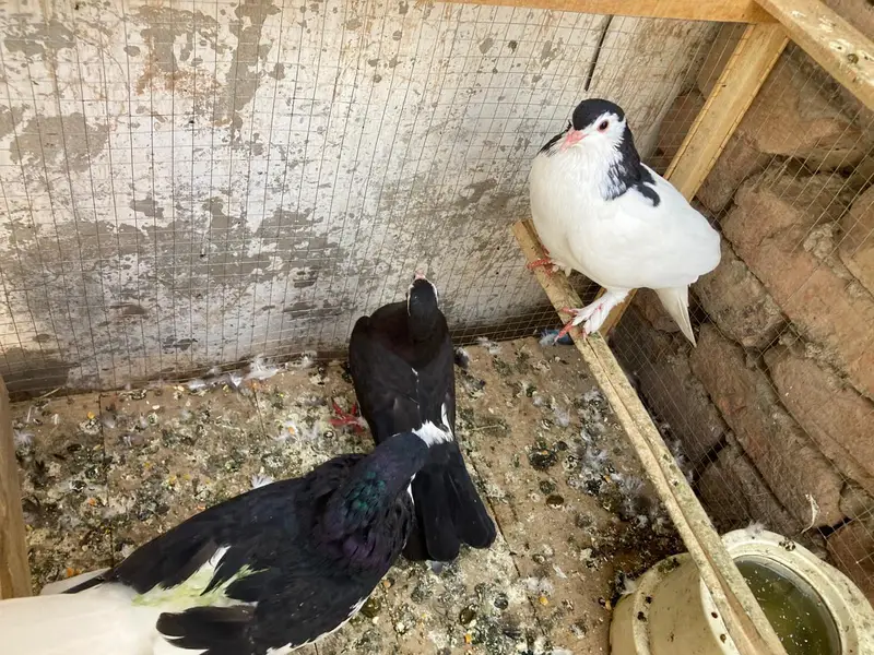 mix pigeon — photo 2