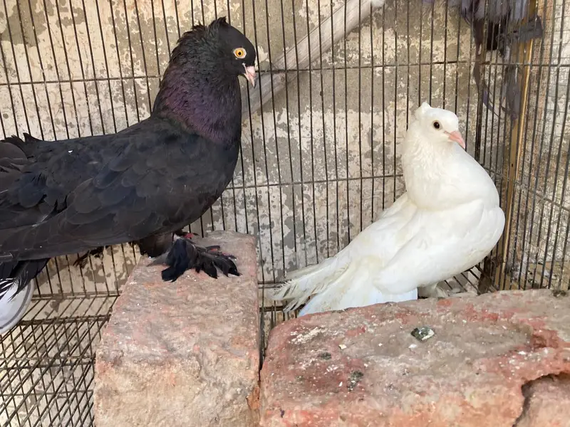 mix pigeon — photo 3