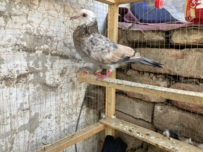 mix pigeon — photo 4