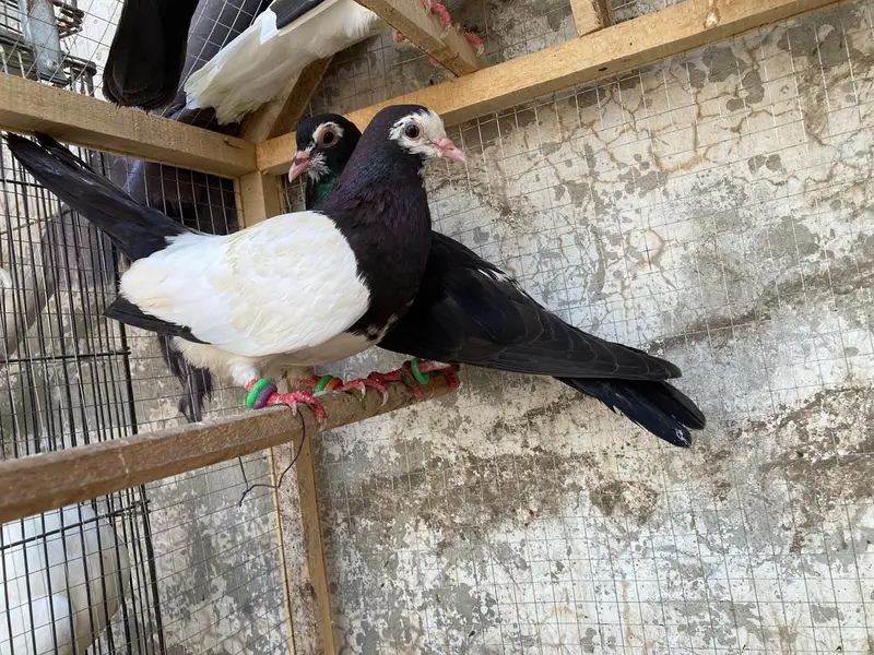 mix pigeon — photo 5