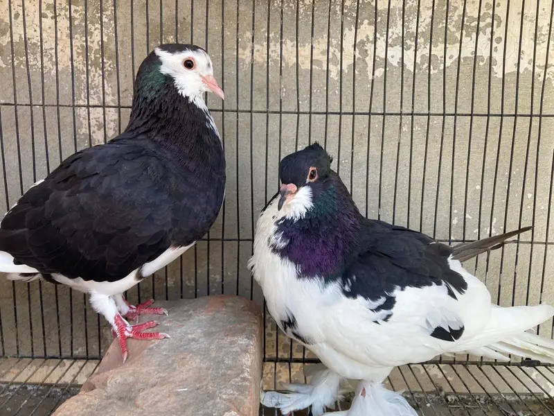 mix pigeon — photo 7