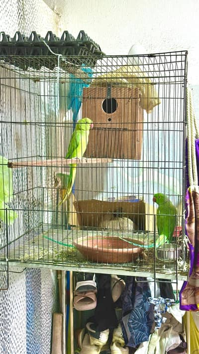 raw parrot for sell