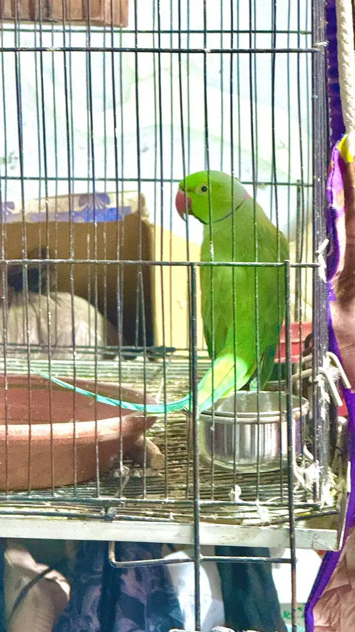 raw parrot for sell — photo 2