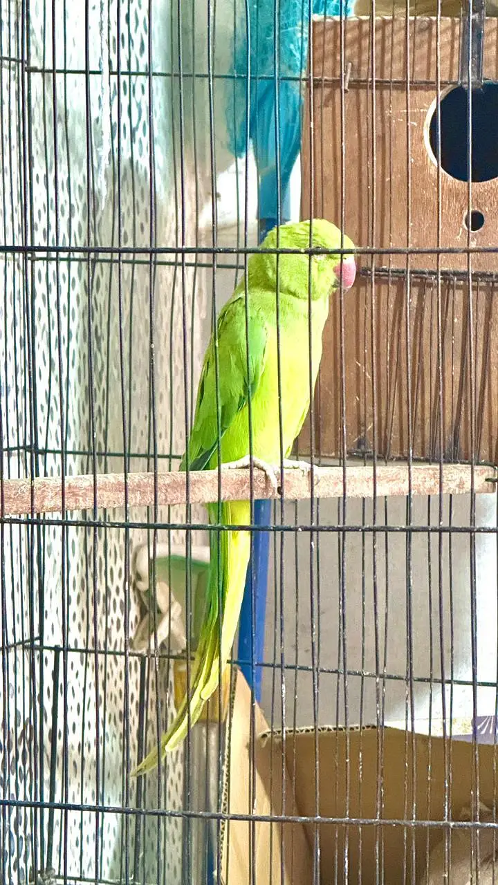 raw parrot for sell — photo 3