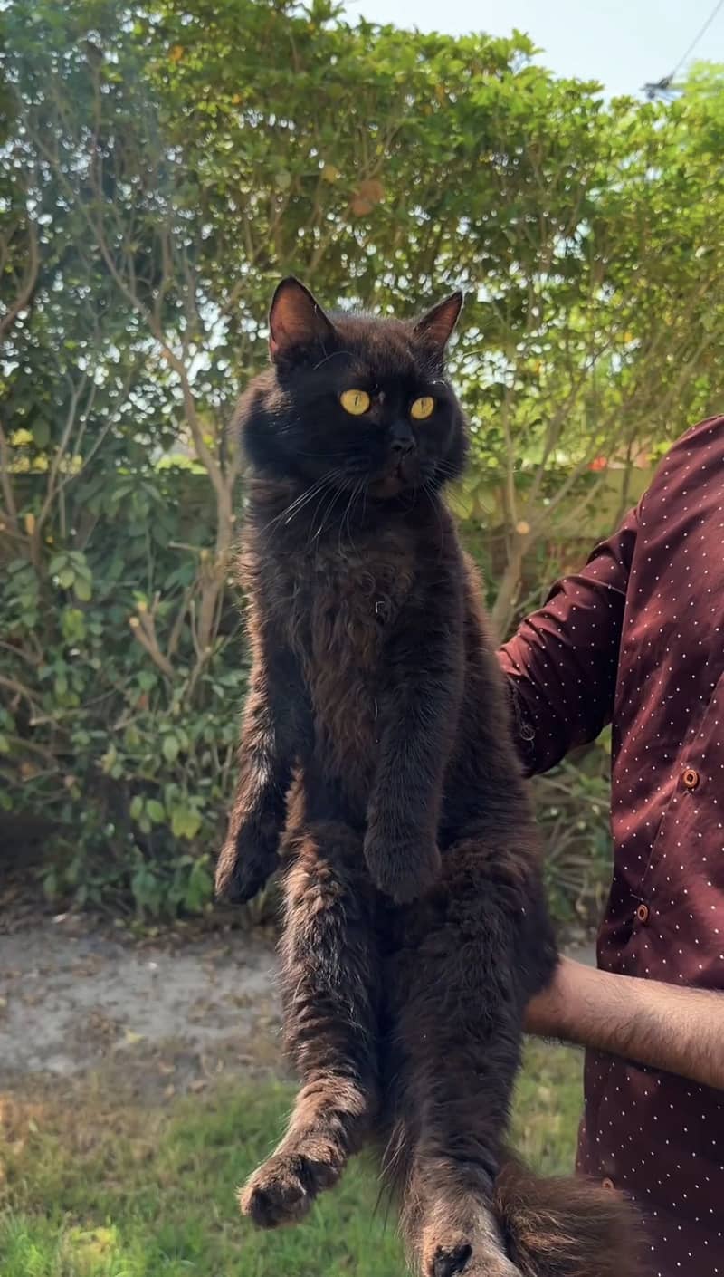 Persian 1
