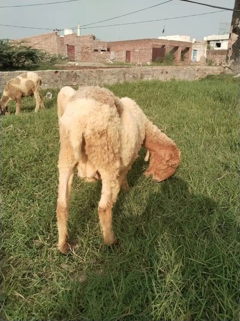 female Sheep , bheer — photo 3
