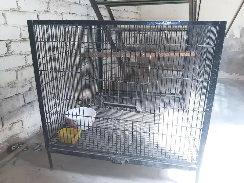 parrot cage only 17000 thousand without discount — photo 2