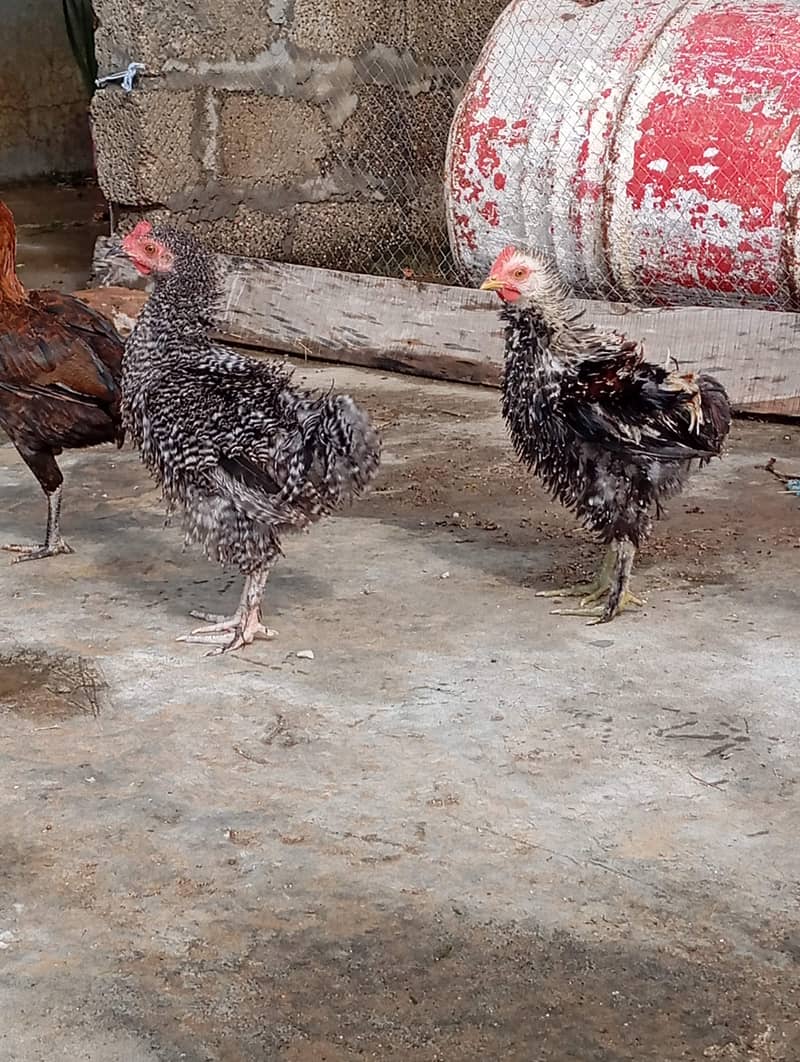 chicken  0