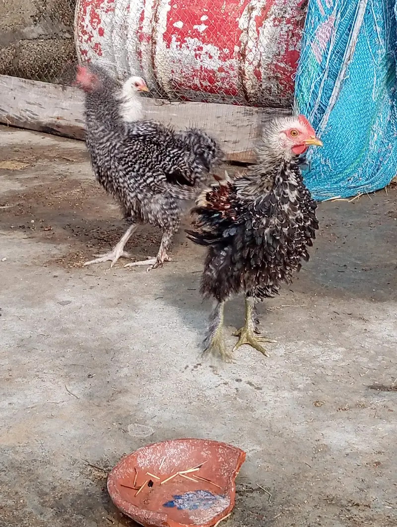 chicken  — photo 2