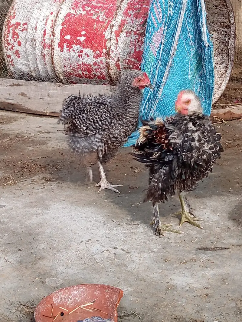 chicken  — photo 3