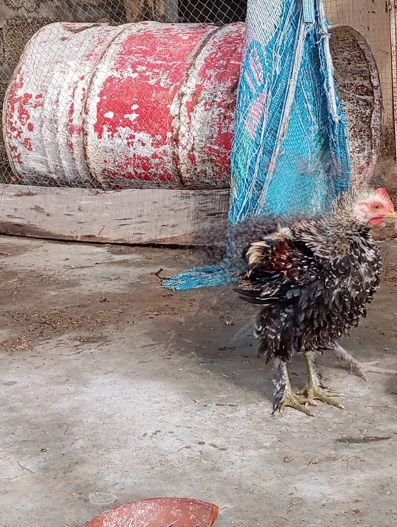 chicken  3