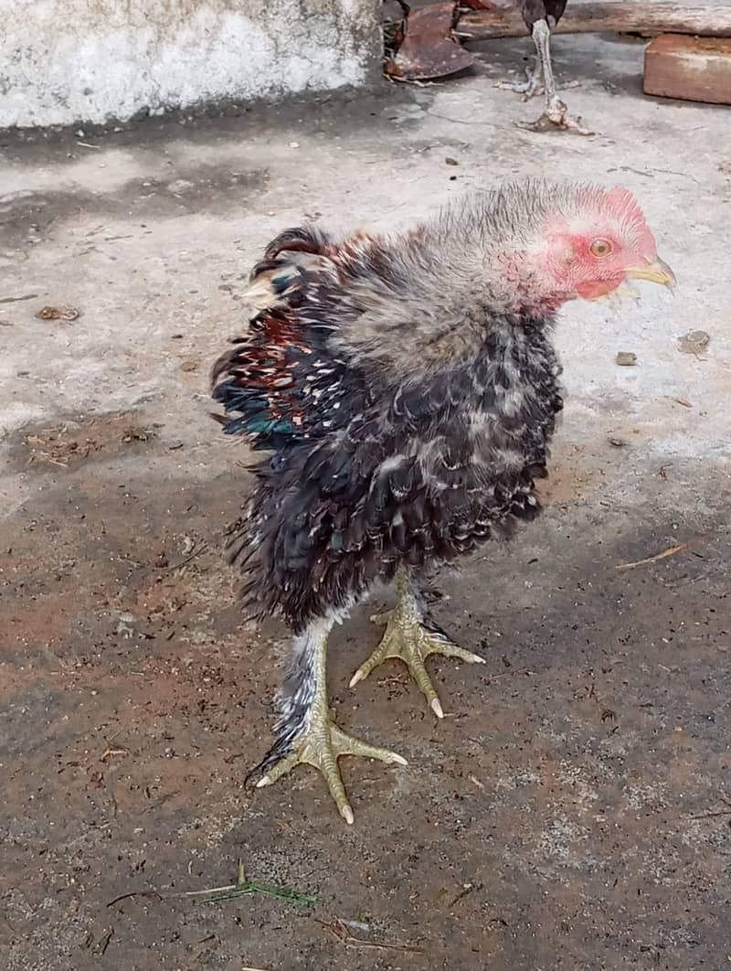 chicken  4