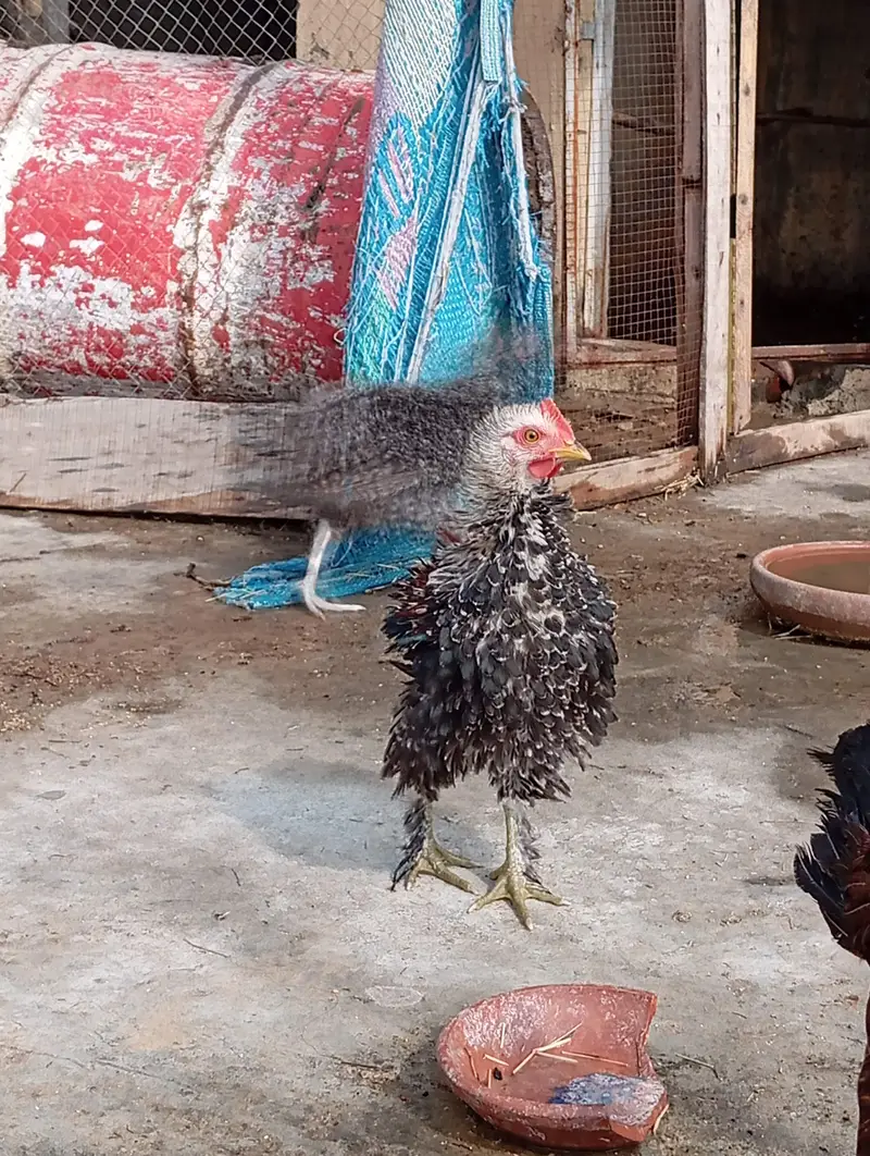 chicken  — photo 6