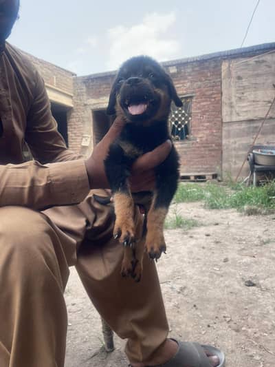 ROTTWEILER FEMALE PAPY AVAILABLE NEW HOME