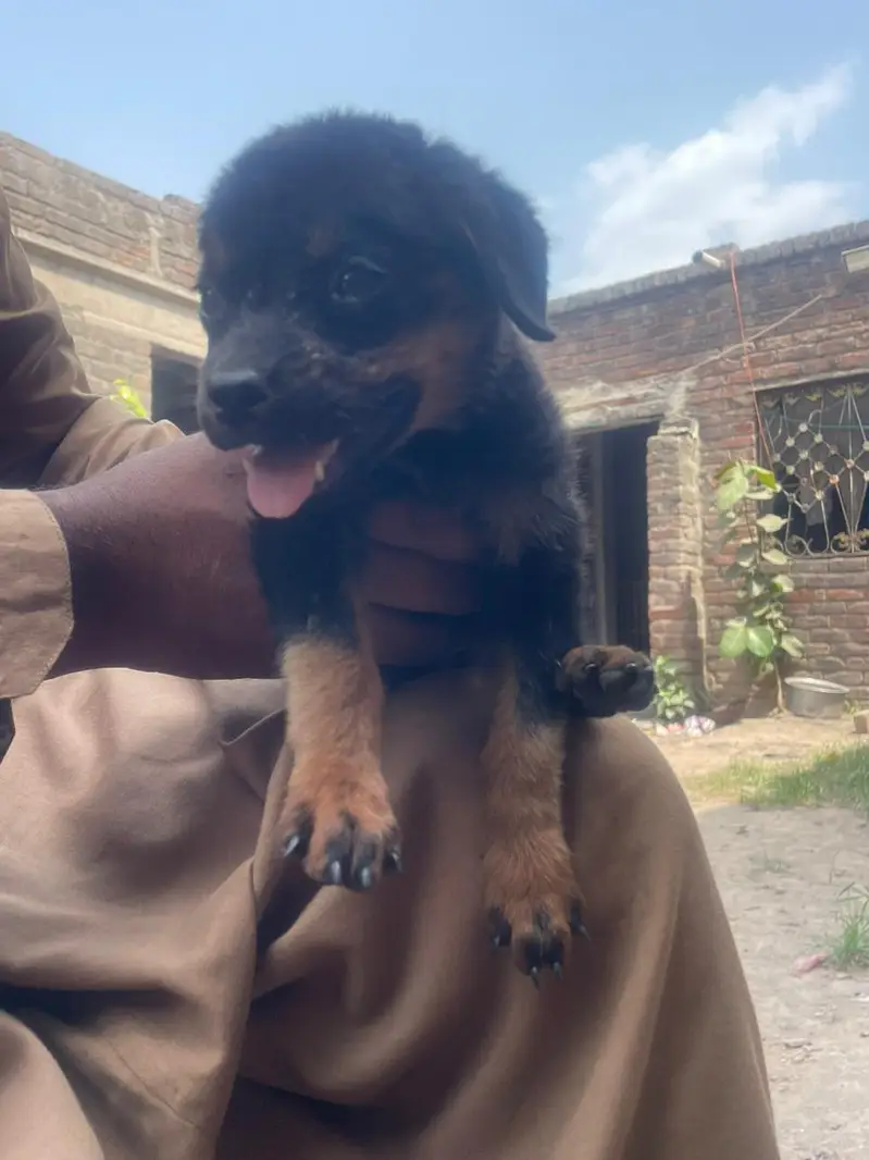 ROTTWEILER FEMALE PAPY AVAILABLE NEW HOME — photo 2