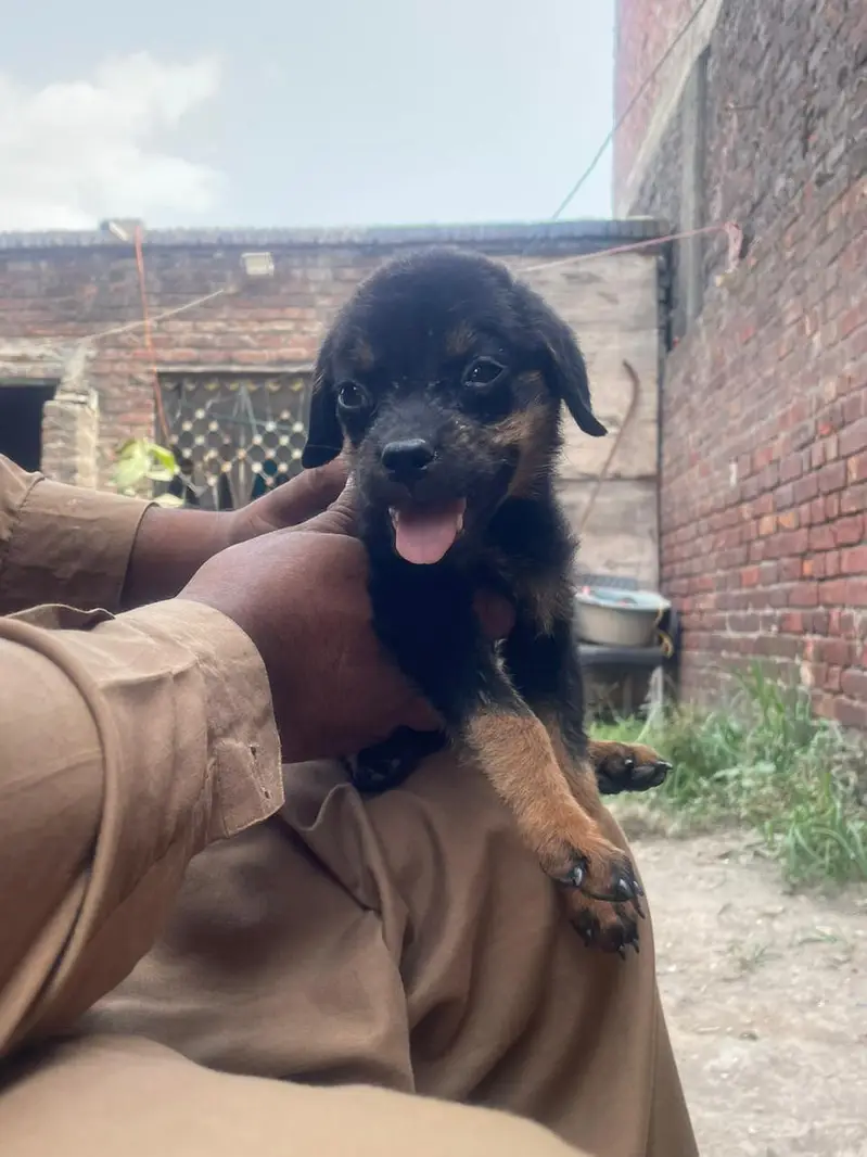 ROTTWEILER FEMALE PAPY AVAILABLE NEW HOME — photo 3