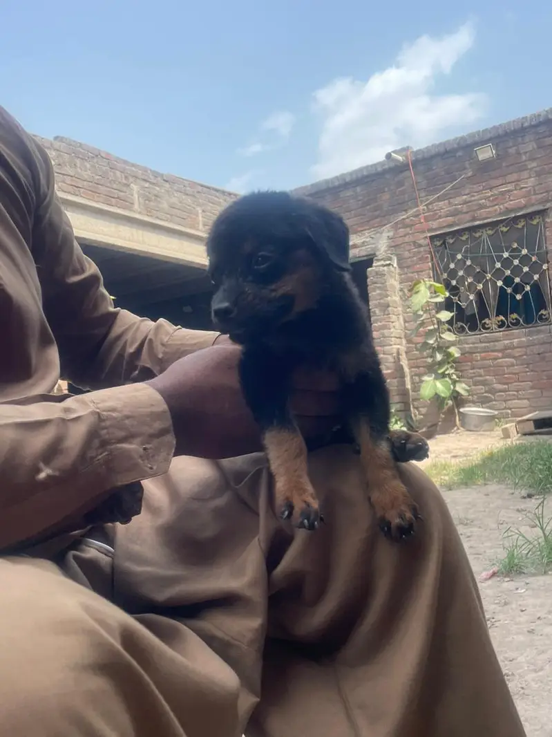 ROTTWEILER FEMALE PAPY AVAILABLE NEW HOME — photo 4