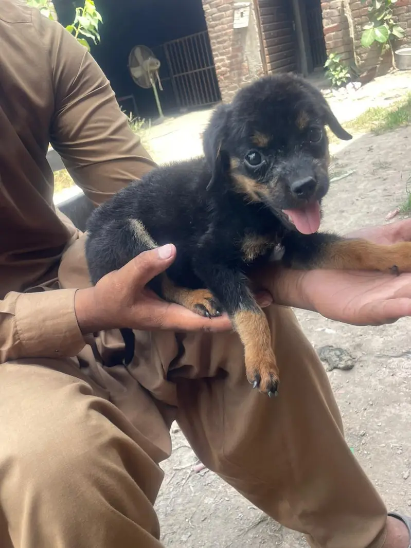 ROTTWEILER FEMALE PAPY AVAILABLE NEW HOME — photo 5