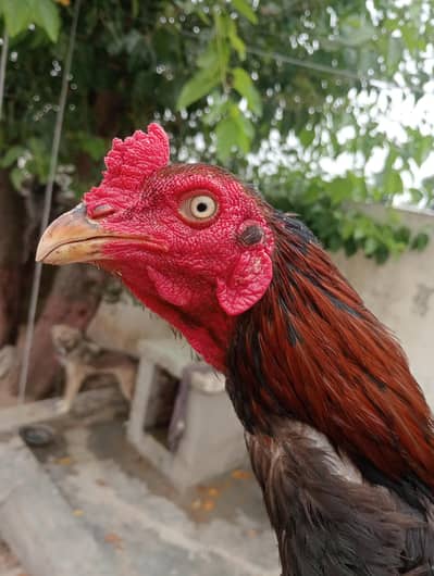 mianwali high quality kuruk murgi old blood line aseel patha 1 year