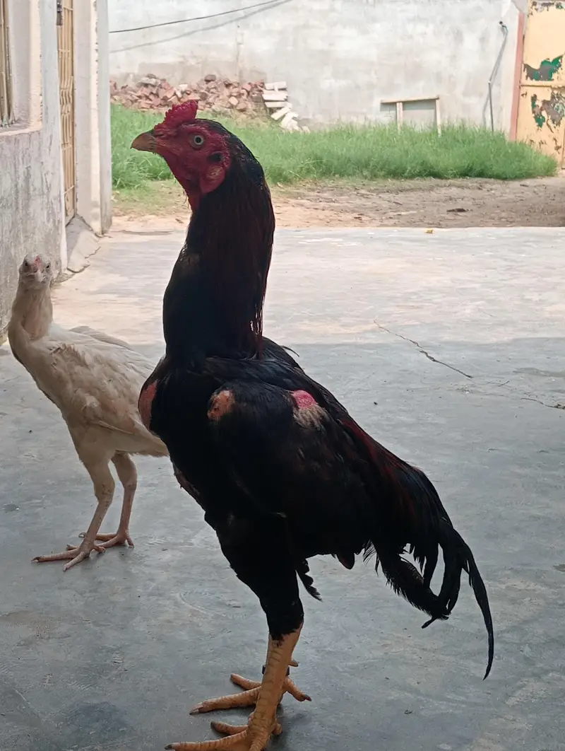mianwali high quality kuruk murgi old blood line aseel patha 1 year — photo 2