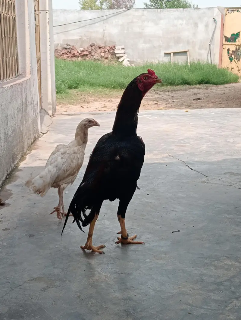 mianwali high quality kuruk murgi old blood line aseel patha 1 year — photo 3