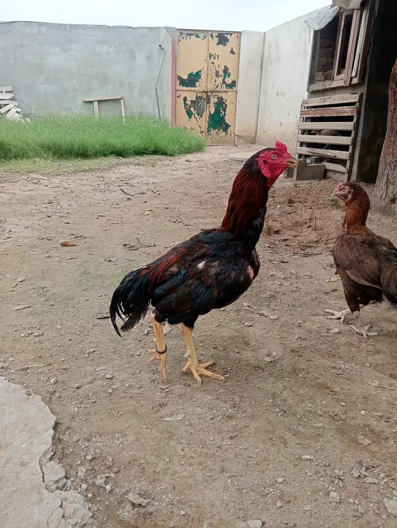 mianwali high quality kuruk murgi old blood line aseel patha 1 year — photo 4
