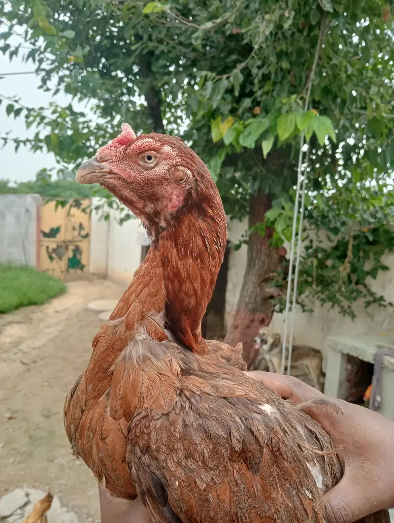 mianwali high quality kuruk murgi old blood line aseel patha 1 year — photo 5