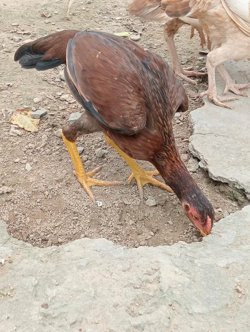 mianwali high quality kuruk murgi old blood line aseel patha 1 year — photo 6