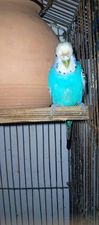 healthy and active budgies in good size for sell. . .