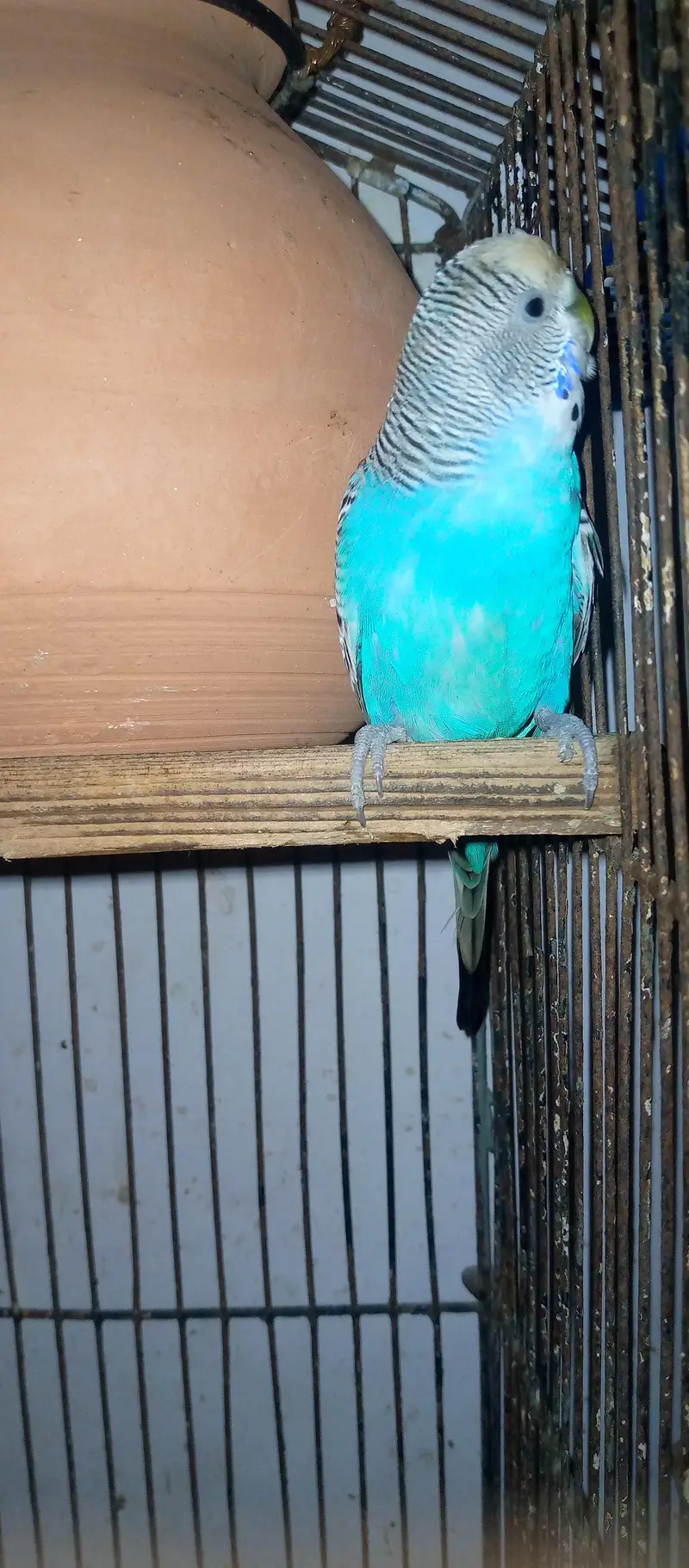 healthy and active budgies in good size for sell. . . — photo 2