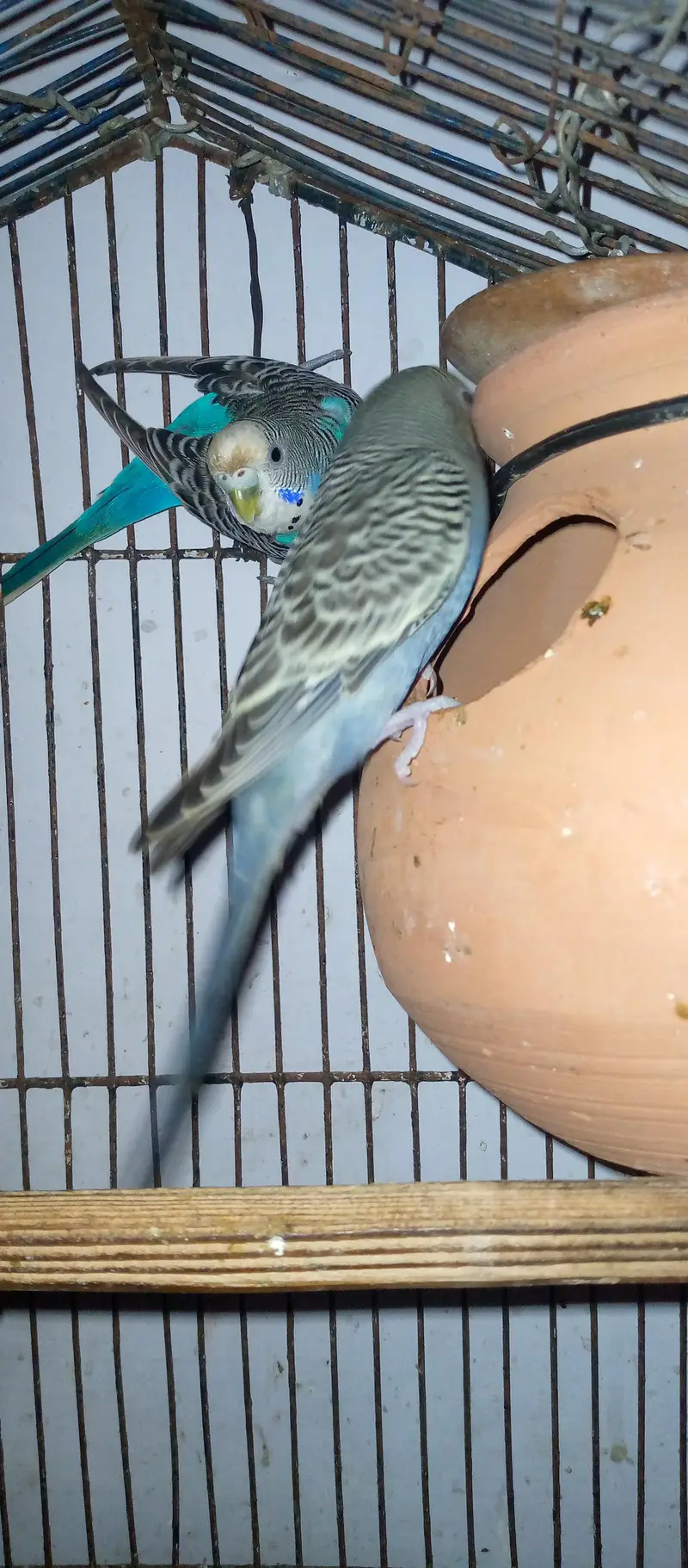 healthy and active budgies in good size for sell. . . — photo 3