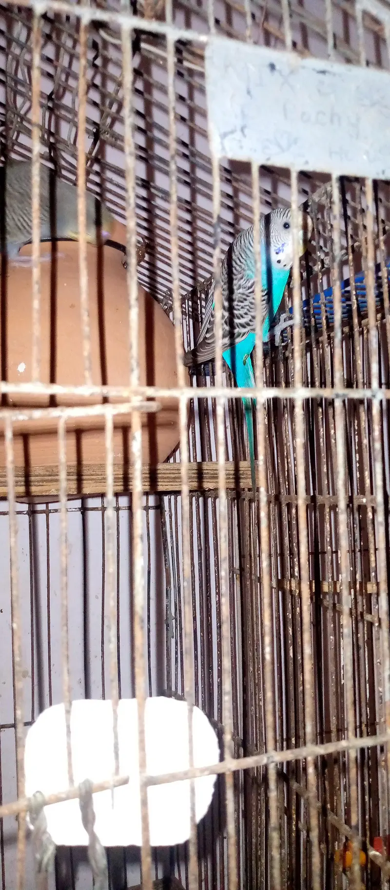 healthy and active budgies in good size for sell. . . — photo 4