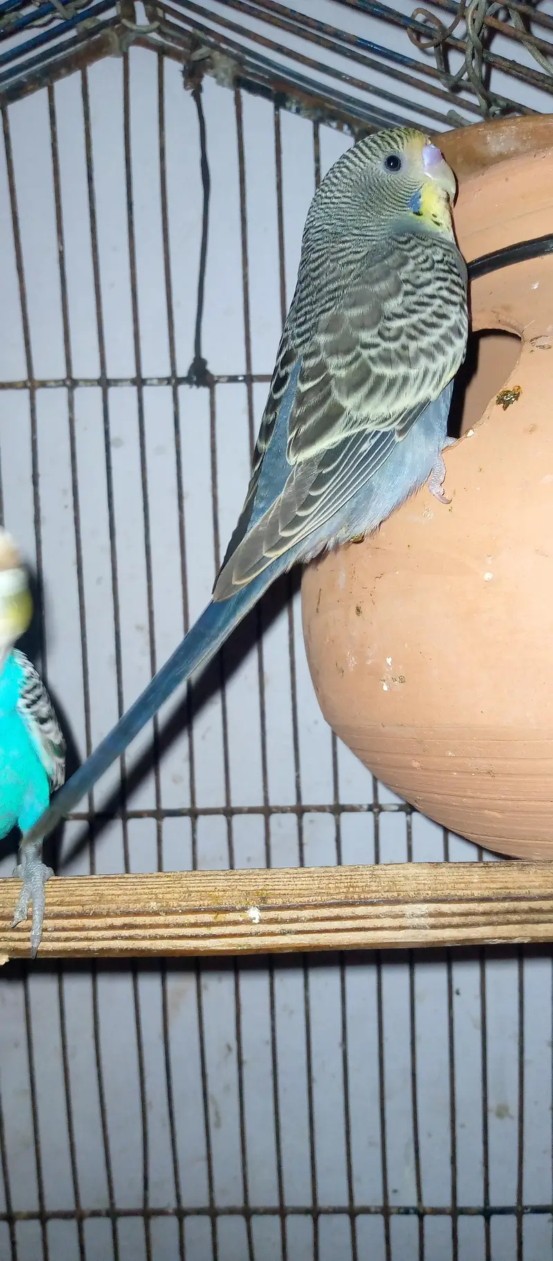 healthy and active budgies in good size for sell. . . — photo 5