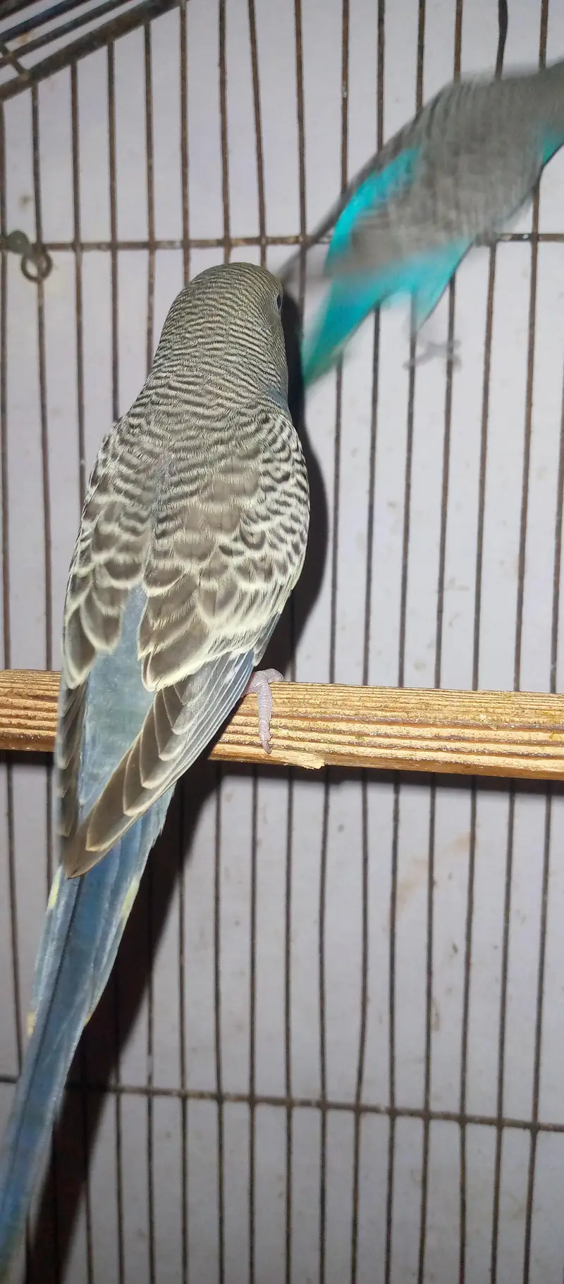 healthy and active budgies in good size for sell. . . — photo 6