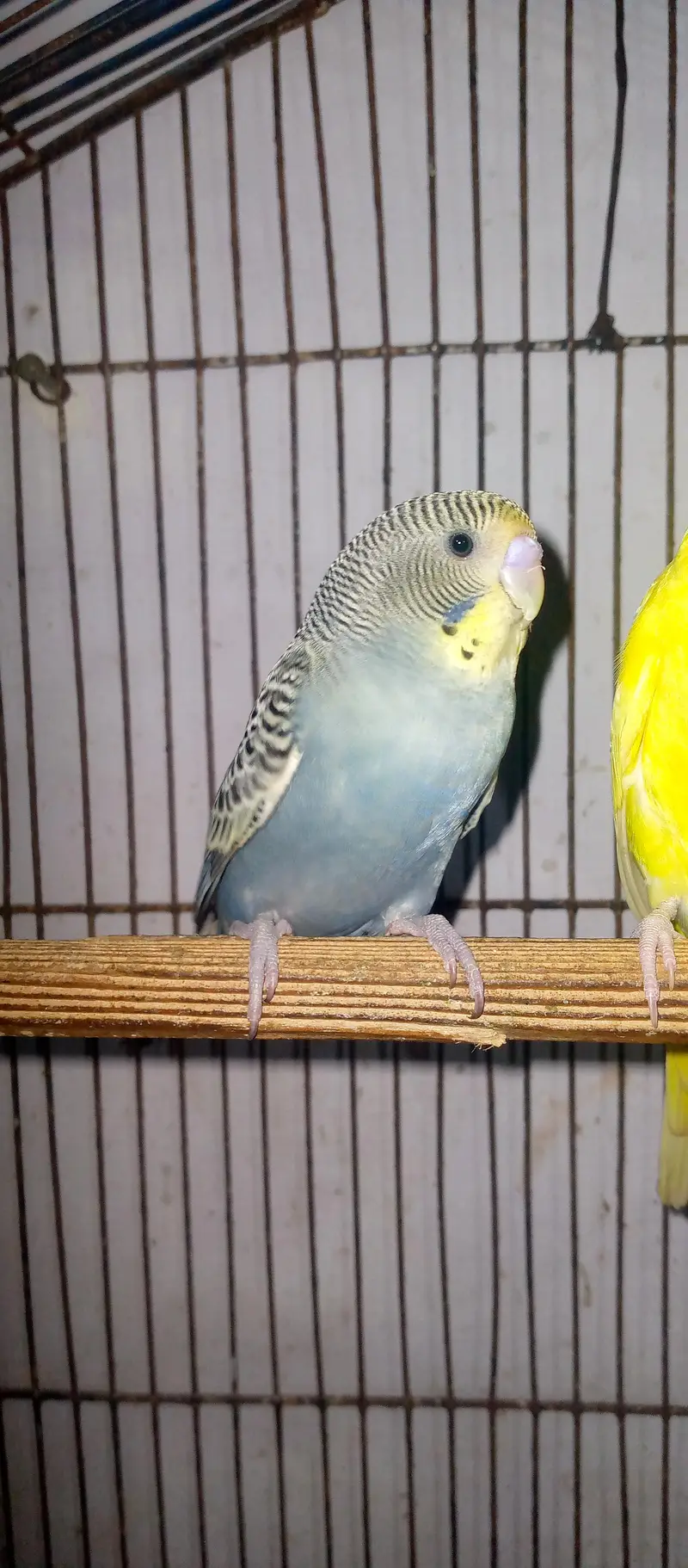 healthy and active budgies in good size for sell. . . — photo 7