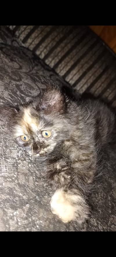 Persian  kitten Raabta karne ke liye number 03708460124