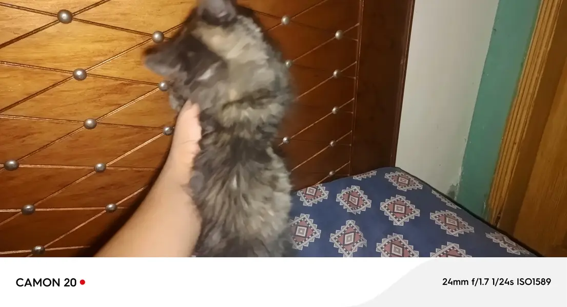 Persian  kitten Raabta karne ke liye number 03708460124 — photo 2