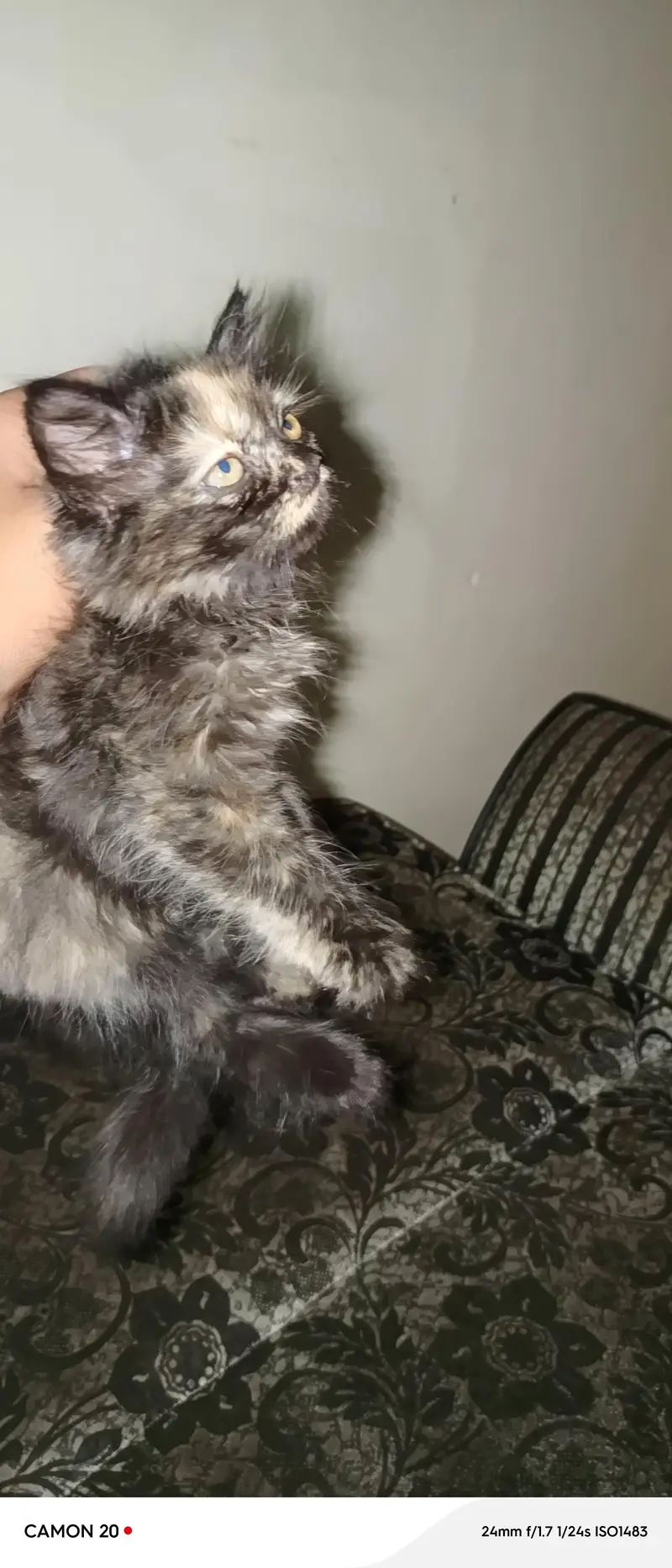 Persian  kitten Raabta karne ke liye number 03708460124 — photo 3