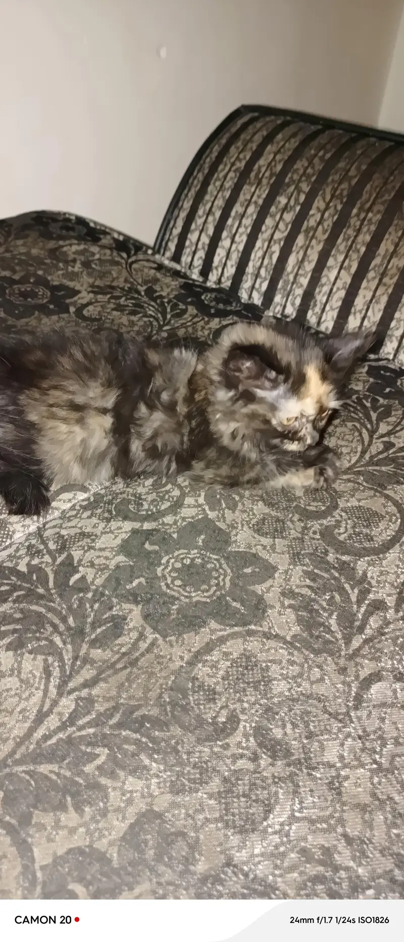 Persian  kitten Raabta karne ke liye number 03708460124 — photo 4